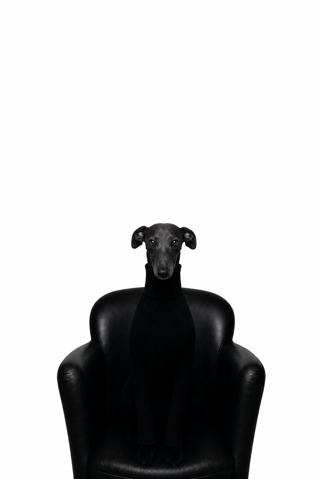 Lo stesso whippet, piccolo, seduto in una grande poltrona di pelle nera.